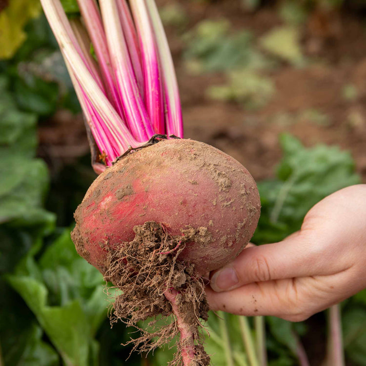 Beetroot Plant 'Chioggia'