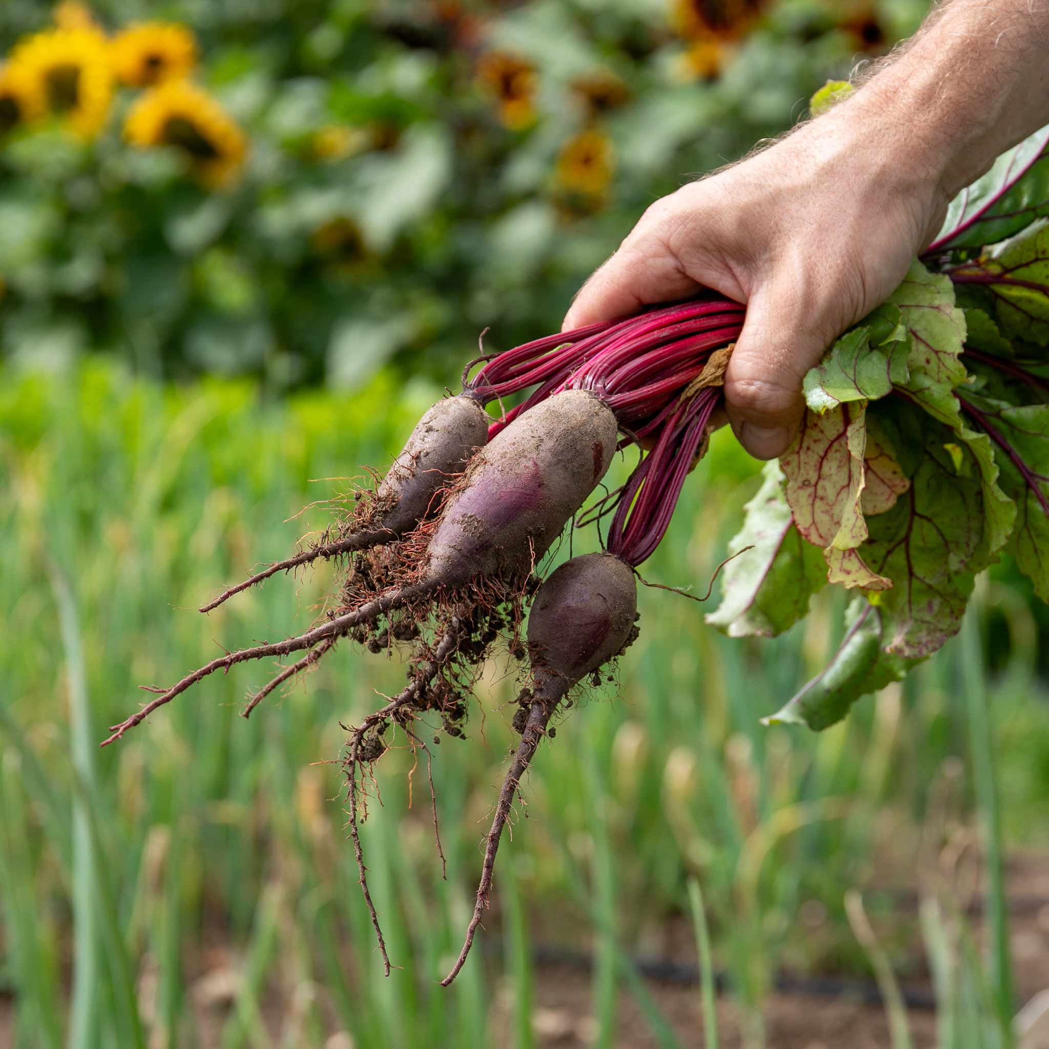 Beetroot Seeds Cylindra