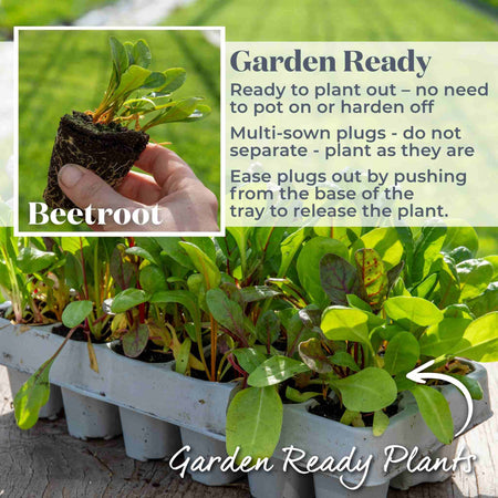 Beetroot 'Golden'