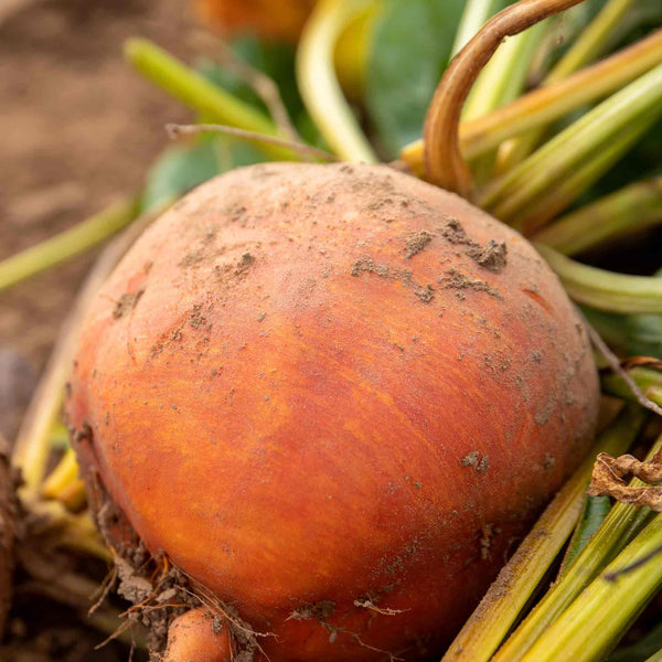 Beetroot Seeds 'Golden Globe'