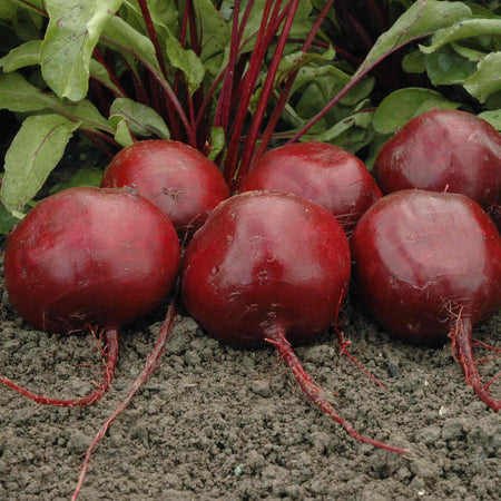 Beetroot Seeds 'Moneta'
