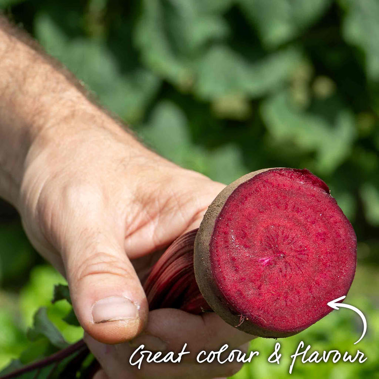 Beetroot Seeds 'Moneta'