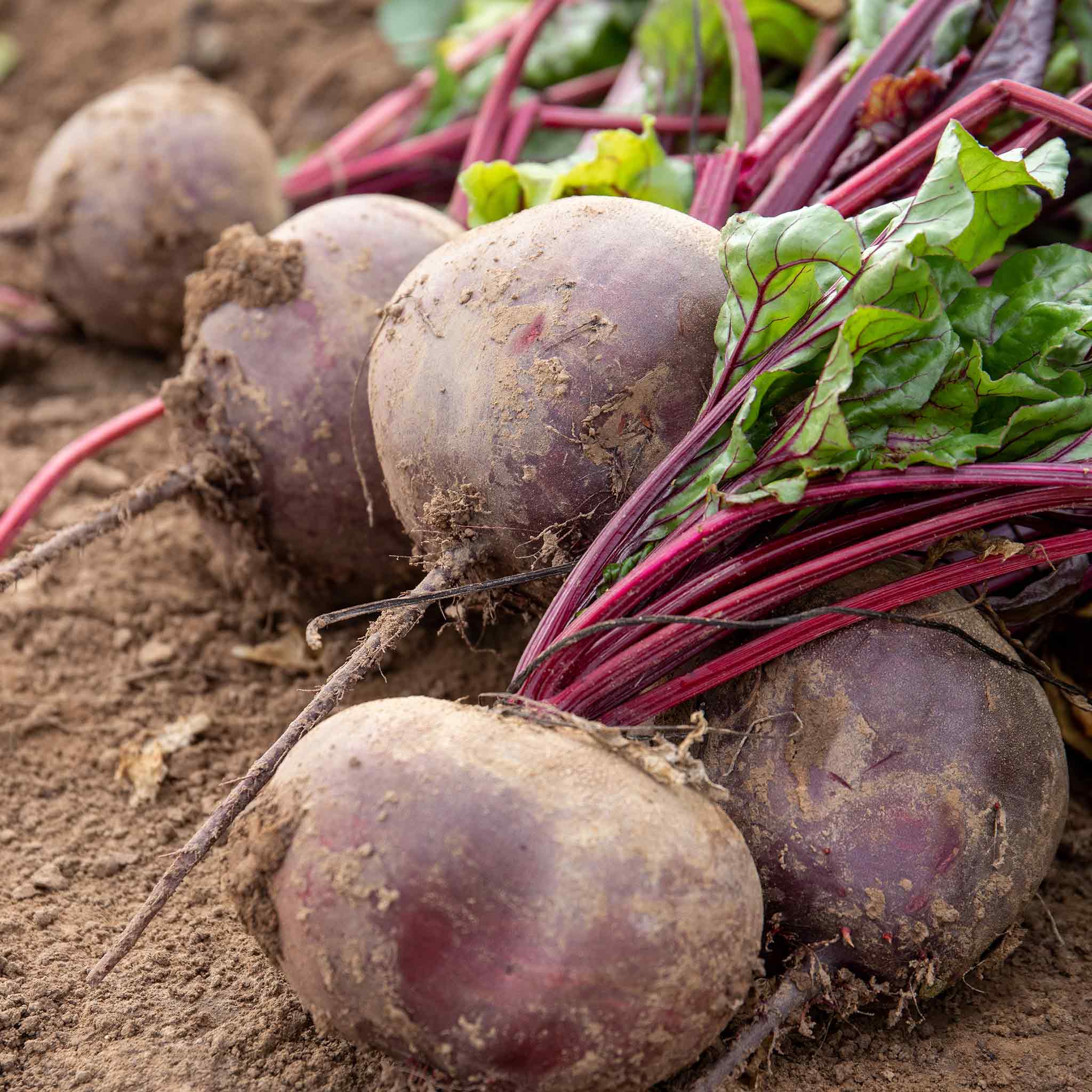 Beetroot Seeds Pablo