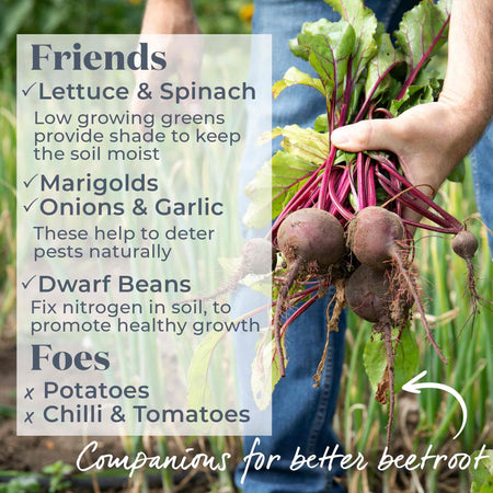 Beetroot Seeds 'Boltardy'