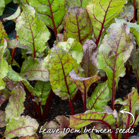Beetroot Seeds 'Monika'