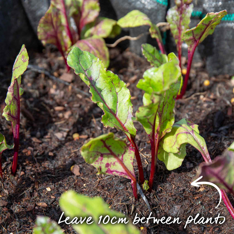 Beetroot Seeds 'Boltardy'