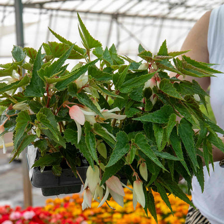 Begonia Plant 'Starshine Appleblossom'