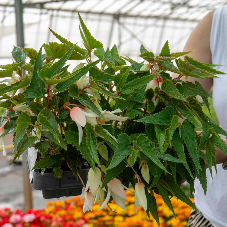Begonia Plant 'Starshine Appleblossom'