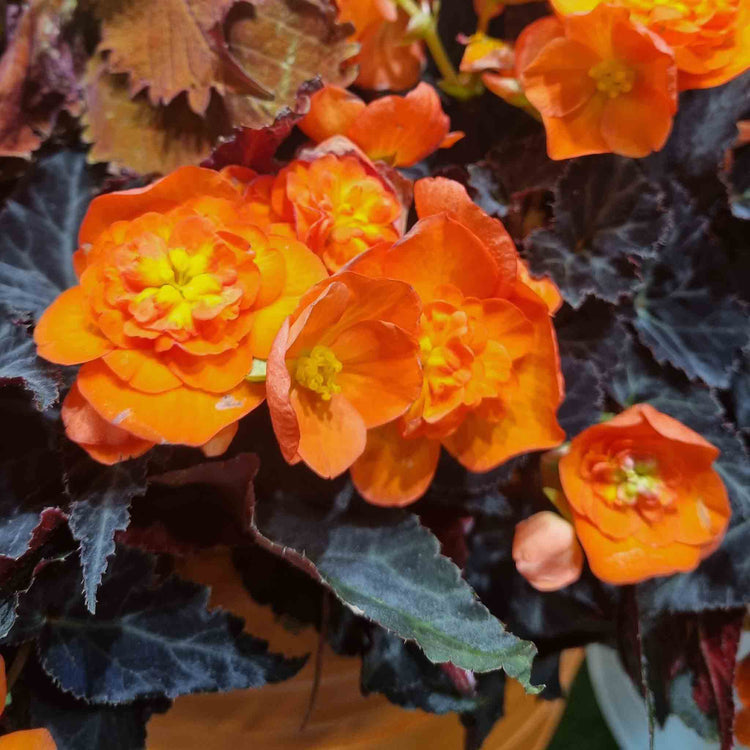 Begonia 'Bellisa Flame'