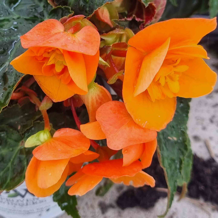 Begonia 'Bellisa Flame'