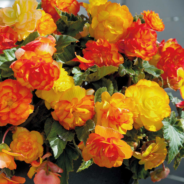Begonia Tuber  'Cascade Sunray'