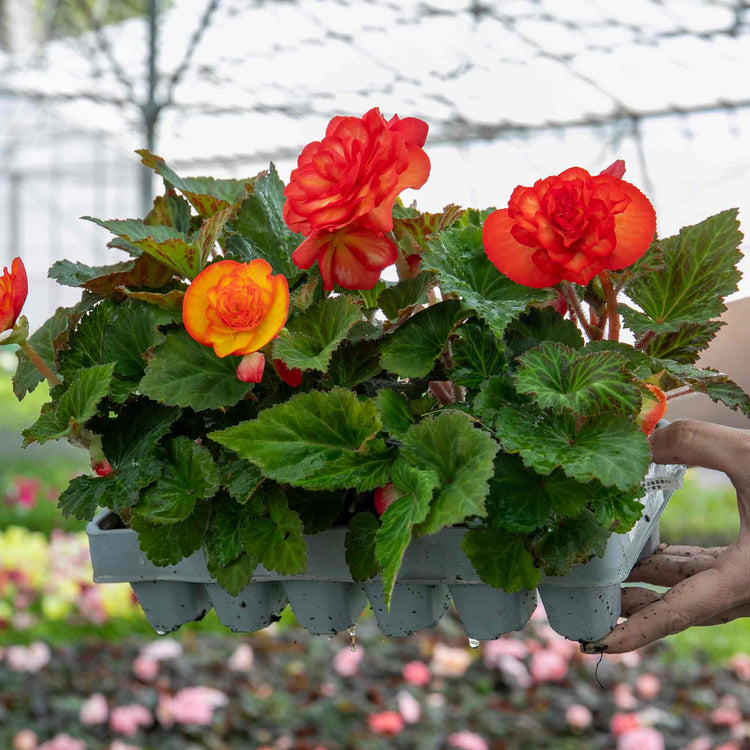Begonia Plant 'Illumination Tropical Shades'