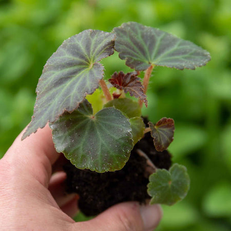 Begonia 'Bellisa Flame'