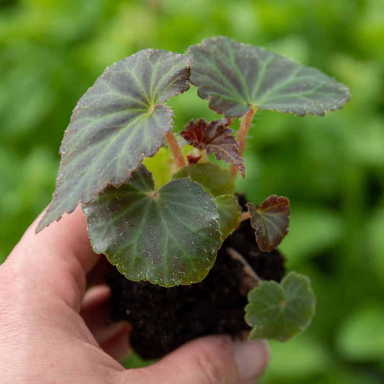 Begonia 'Bellisa Flame'