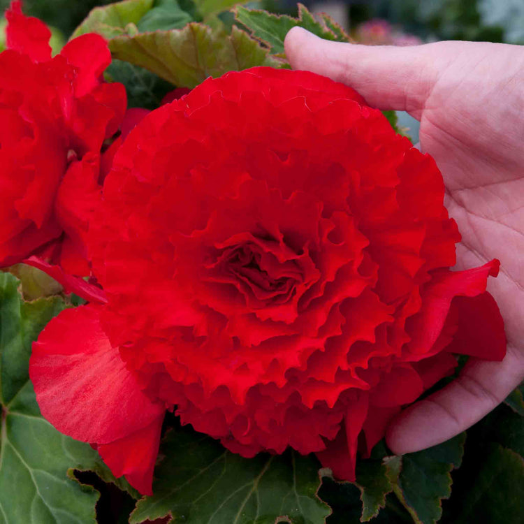 Begonia Upright Collection