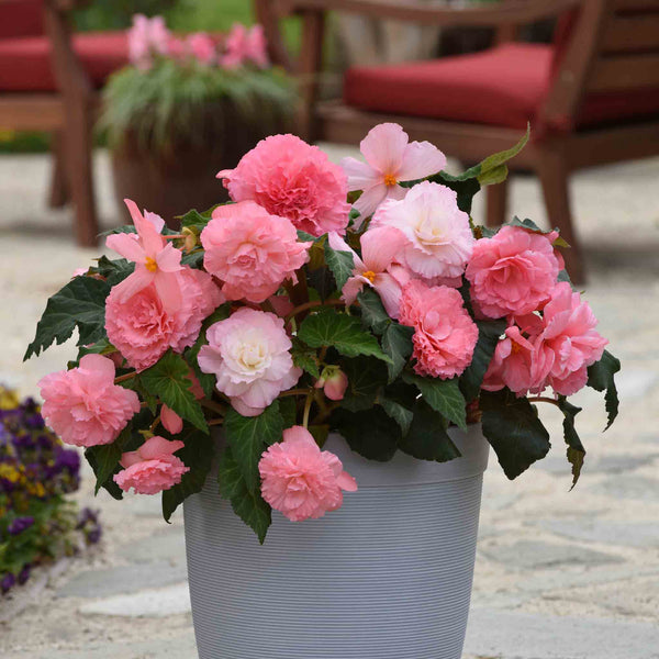 Begonia Plant 'Majestic Soft Pink'