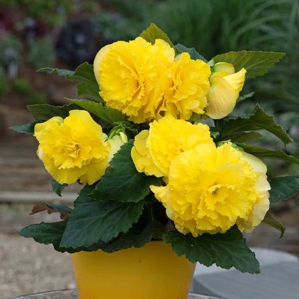 Begonia Plant 'Majestic Yellow'