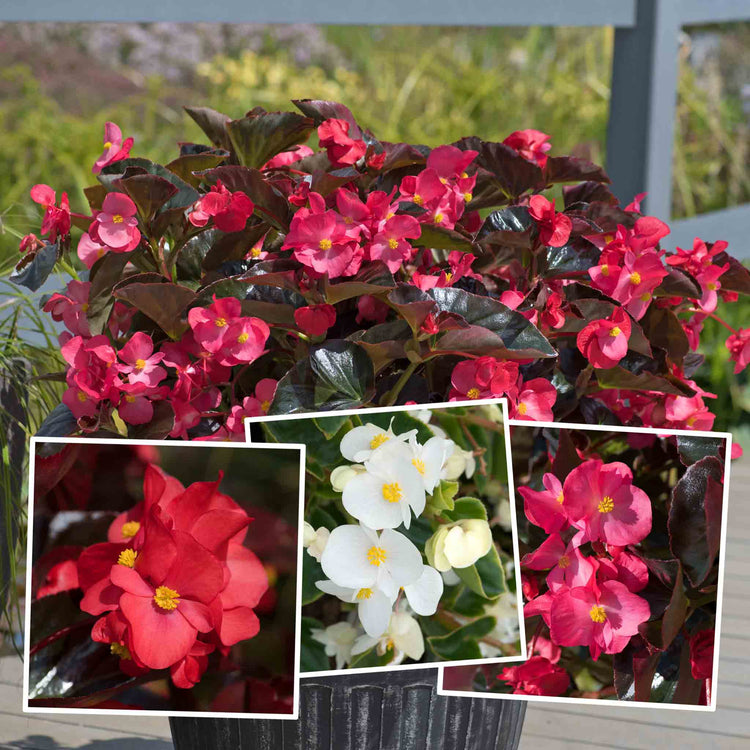 Begonia Megawatt Collection