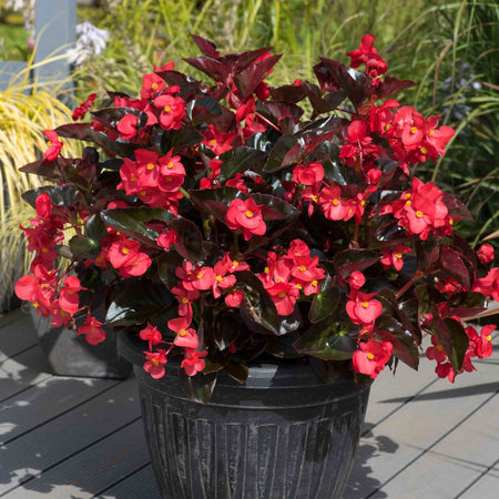 Begonia Plant 'Megawatt Red Bronze Leaf'