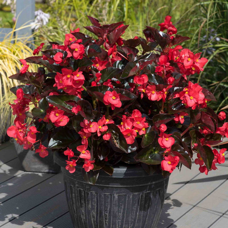 Begonia Plant 'Megawatt Red Bronze Leaf'