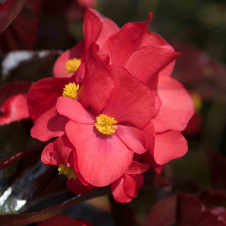 Begonia Plant 'Megawatt Red Bronze Leaf'
