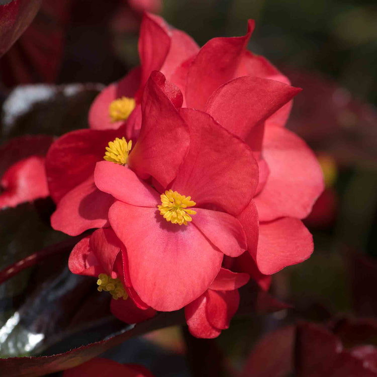 Begonia Plant 'Megawatt Red Bronze Leaf'