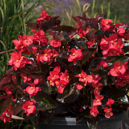 Begonia Plant 'Megawatt Red Bronze Leaf'
