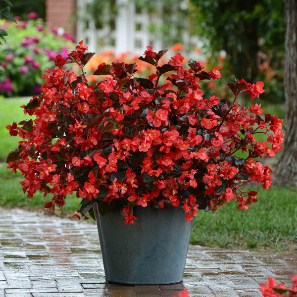 Begonia Plant 'Megawatt Red Bronze Leaf'