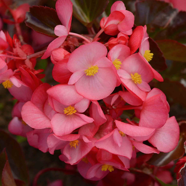 Begonia 'Megawatt Rose With Bronze Leaf'