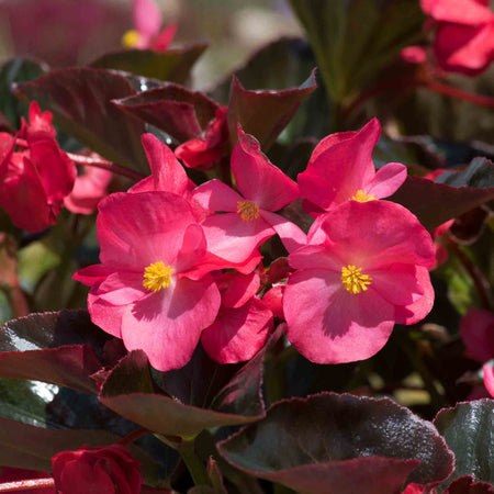 Begonia Megawatt Collection