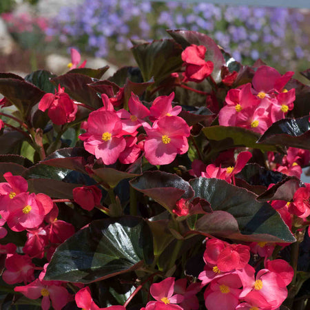 Begonia 'Megawatt Rose With Bronze Leaf'