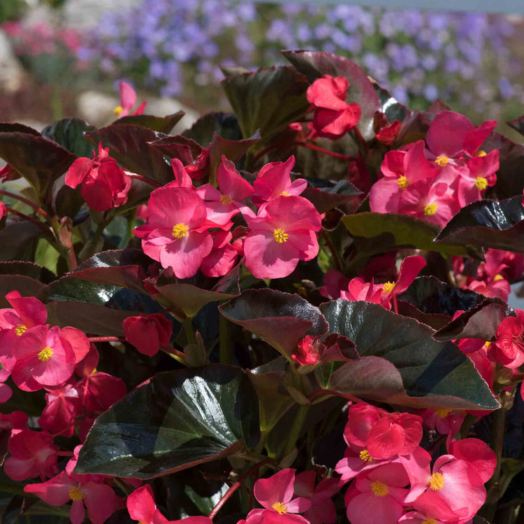 Begonia 'Megawatt Rose With Bronze Leaf'