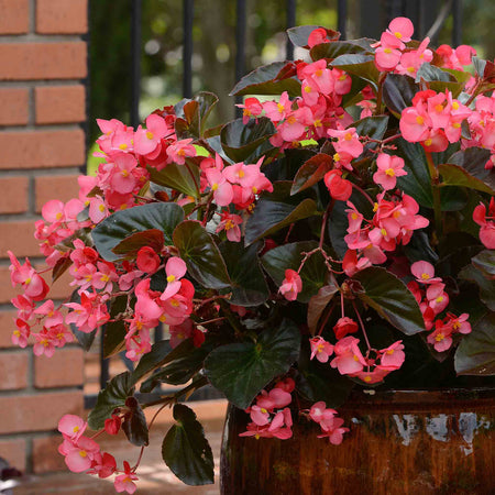 Begonia 'Megawatt Rose With Bronze Leaf'