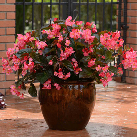 Begonia 'Megawatt Rose With Bronze Leaf'