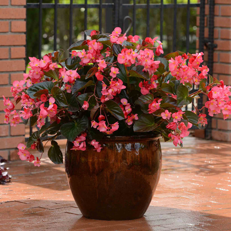 Begonia 'Megawatt Rose With Bronze Leaf'