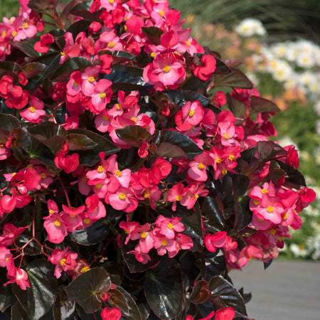 Begonia 'Megawatt Rose With Bronze Leaf'