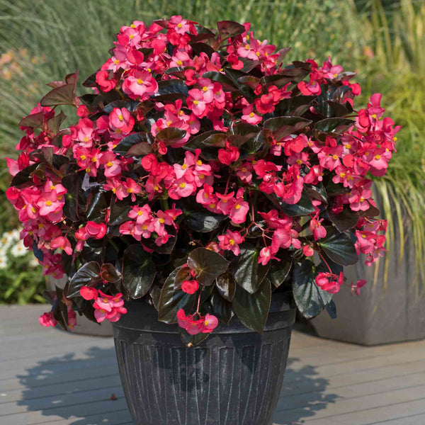 Begonia Plant 'Megawatt Rose With Bronze Leaf'