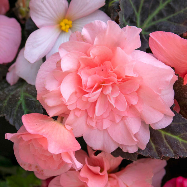 Begonia Plant 'Nonstop Mocca Light Pink Shades'