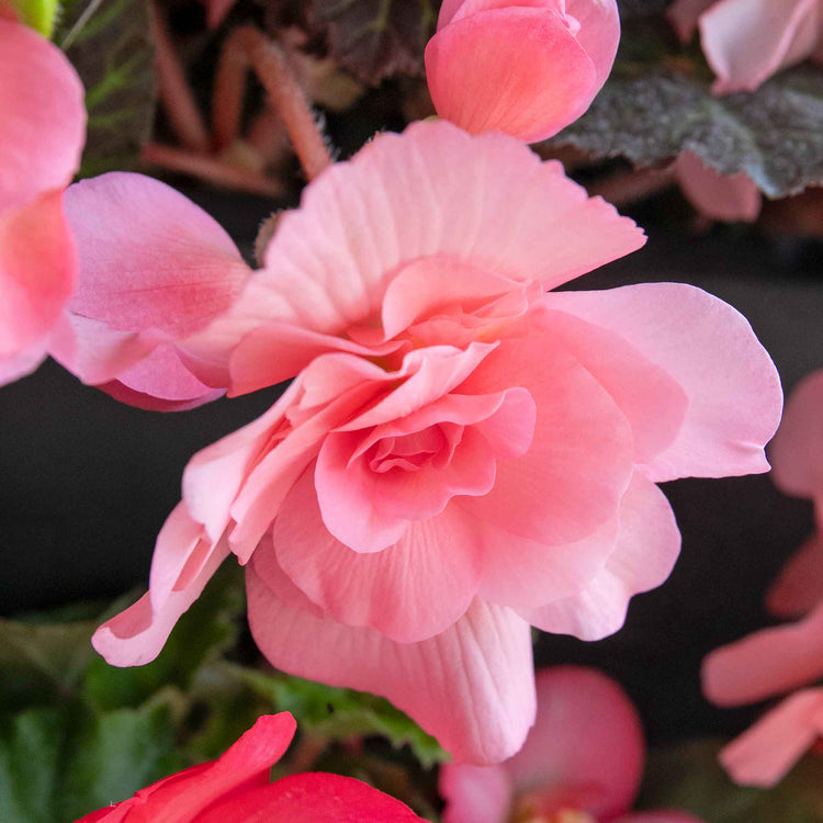 Begonia 'Nonstop Mocca Light Pink Shades'