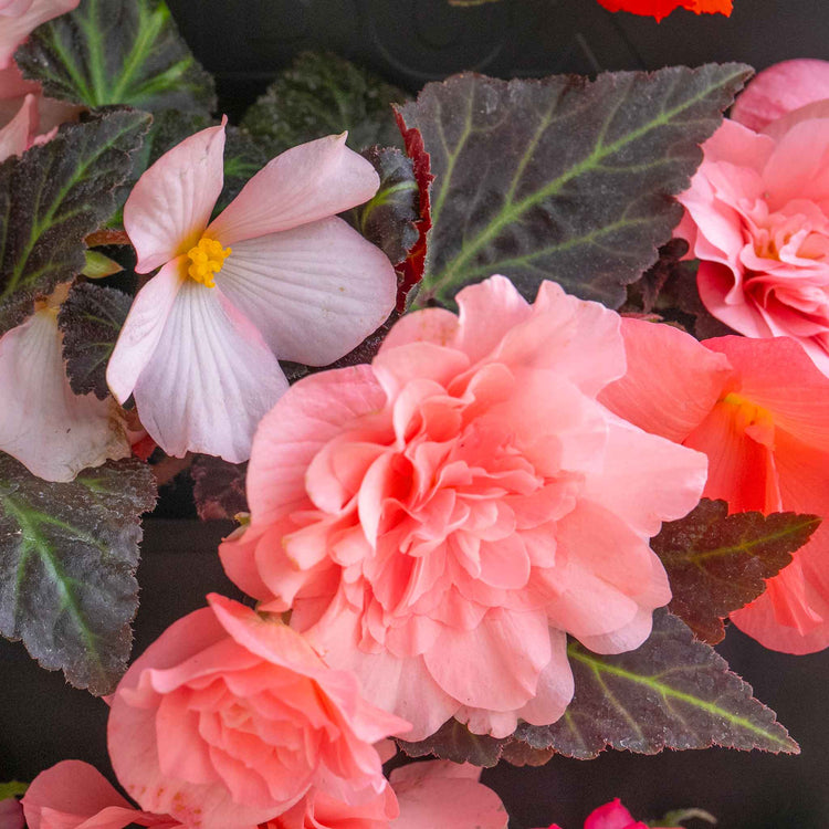 Begonia 'Nonstop Mocca Light Pink Shades'