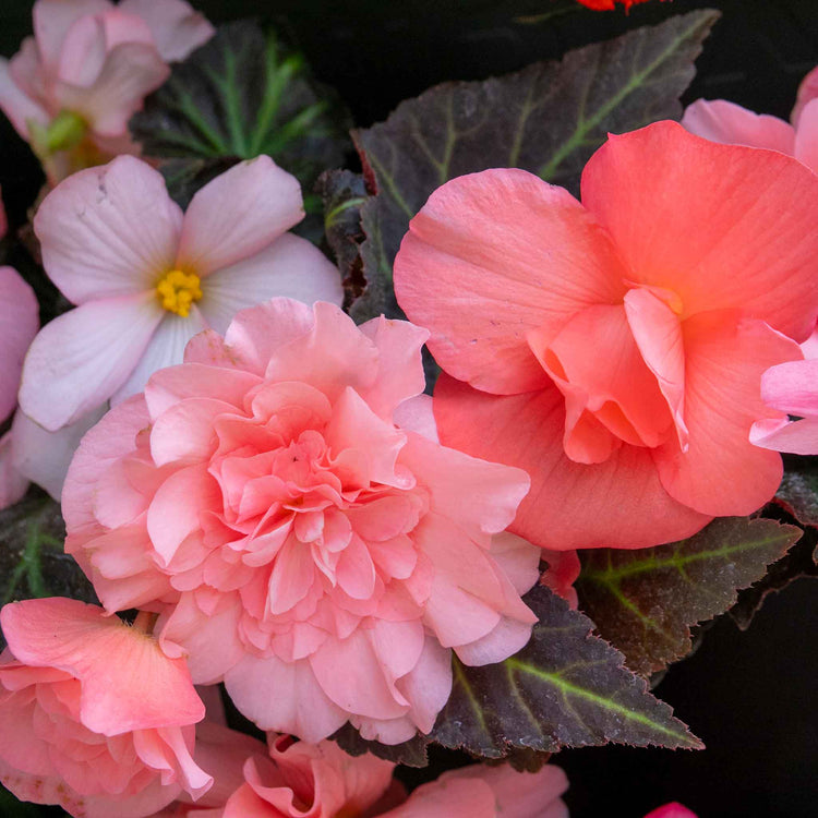 Begonia 'Nonstop Mocca Light Pink Shades'