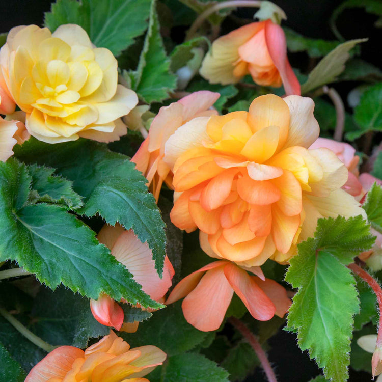 Begonia Plant 'Illumination Apricot Shades'