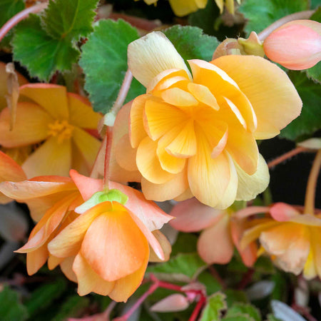 Begonia Plant 'Illumination Apricot Shades'