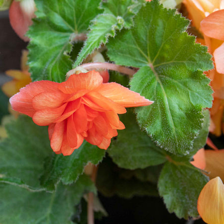 Begonia Plant 'Illumination Apricot Shades'