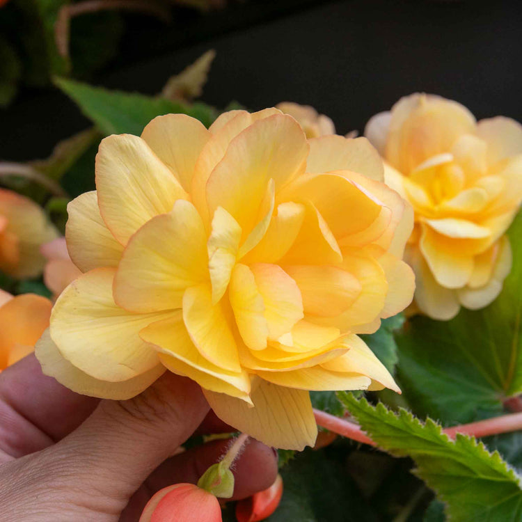 Begonia Plant 'Illumination Apricot Shades'