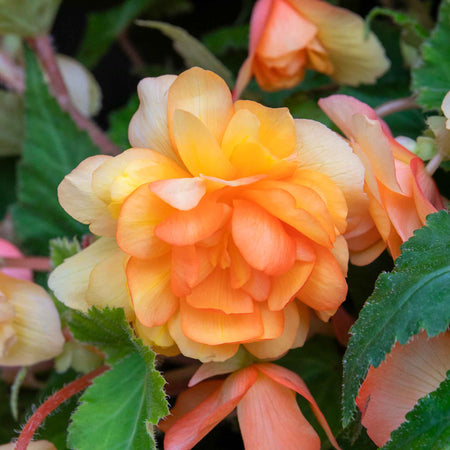Begonia Plant 'Illumination Apricot Shades'
