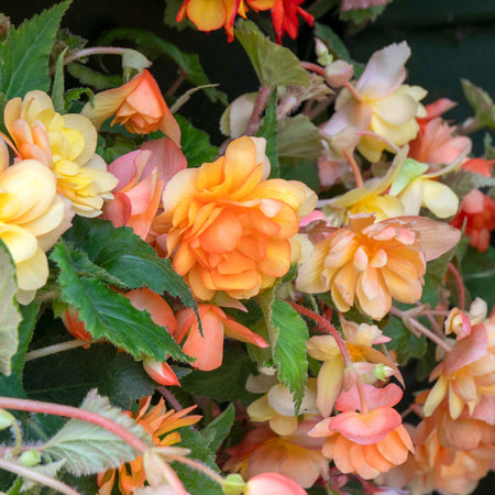 Begonia Plant 'Illumination Apricot Shades'