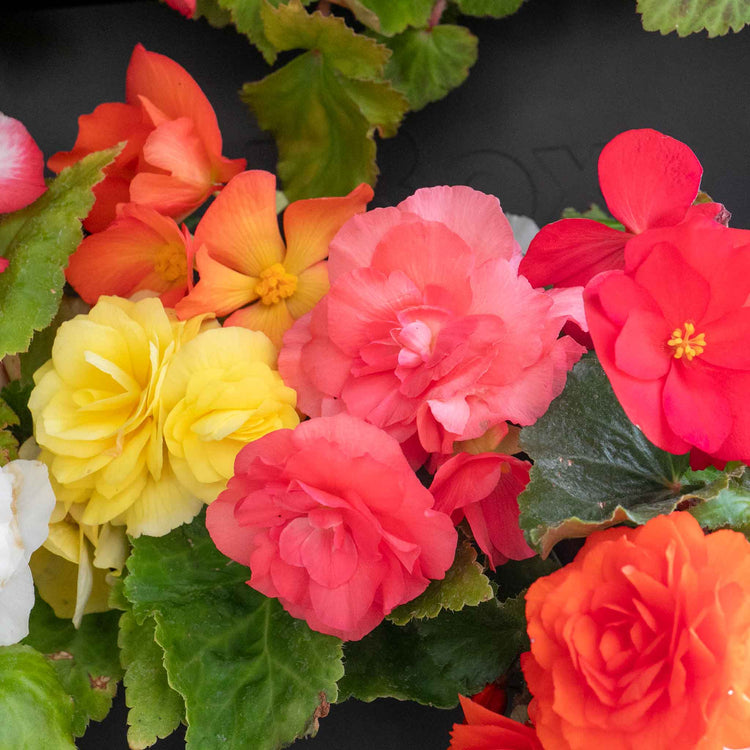 Begonia Plant 'Nonstop Mix'