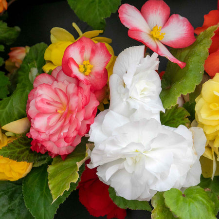 Begonia Plant 'Nonstop Mix'