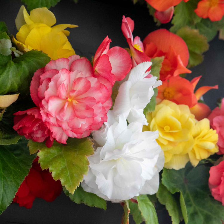 Begonia Plant 'Nonstop Mix'